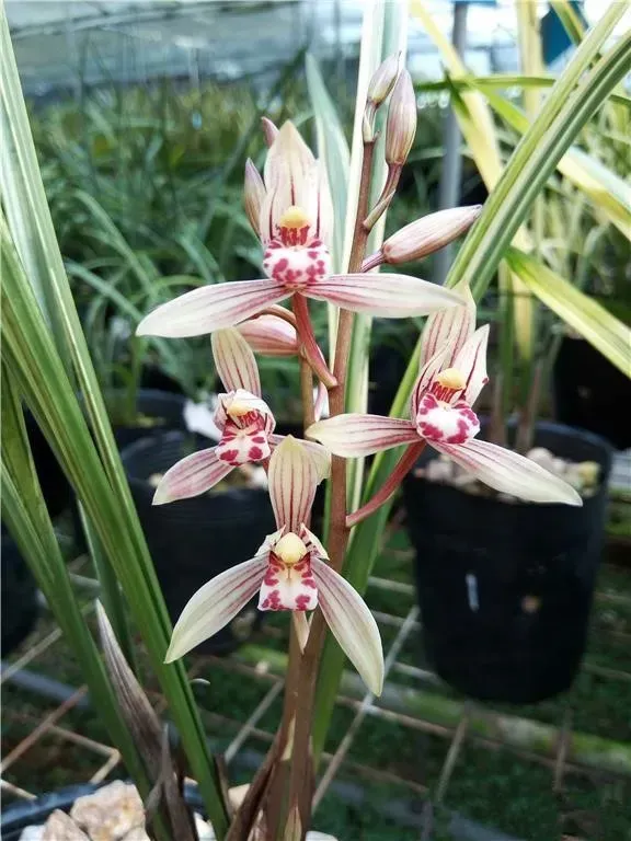 Cymbidium ensifolium 'Ba Bao Qi Zhen'