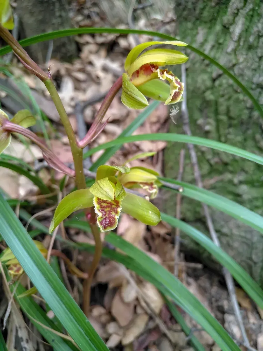 Wild Cymbidium faberi orchids found in Yangcheng Manghe Macaque National Nature Reserve