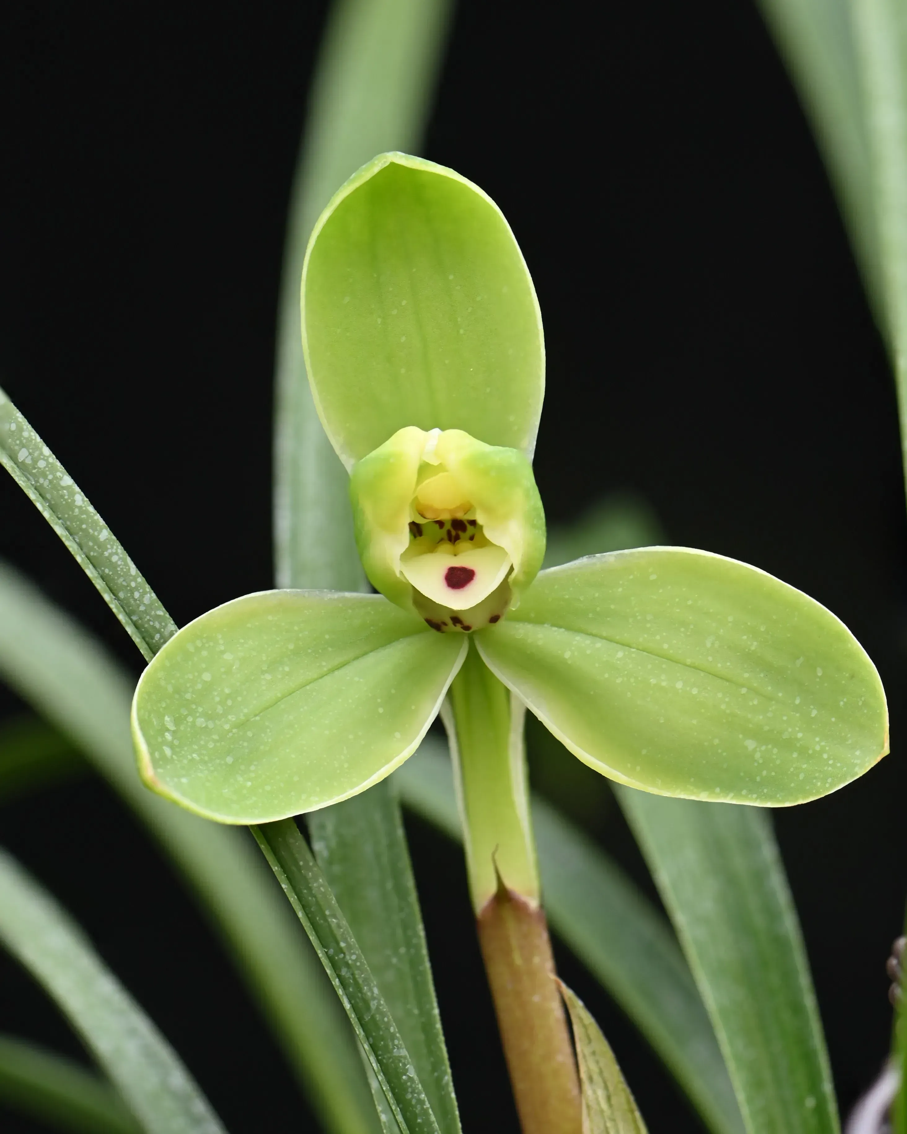 Cymbidium goeringii 'Song Mei'