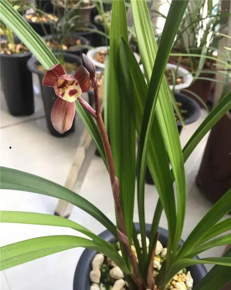 Cymbidium sinense 'Fu Gui Hong He'