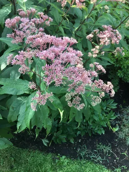 Eupatorium japonicum