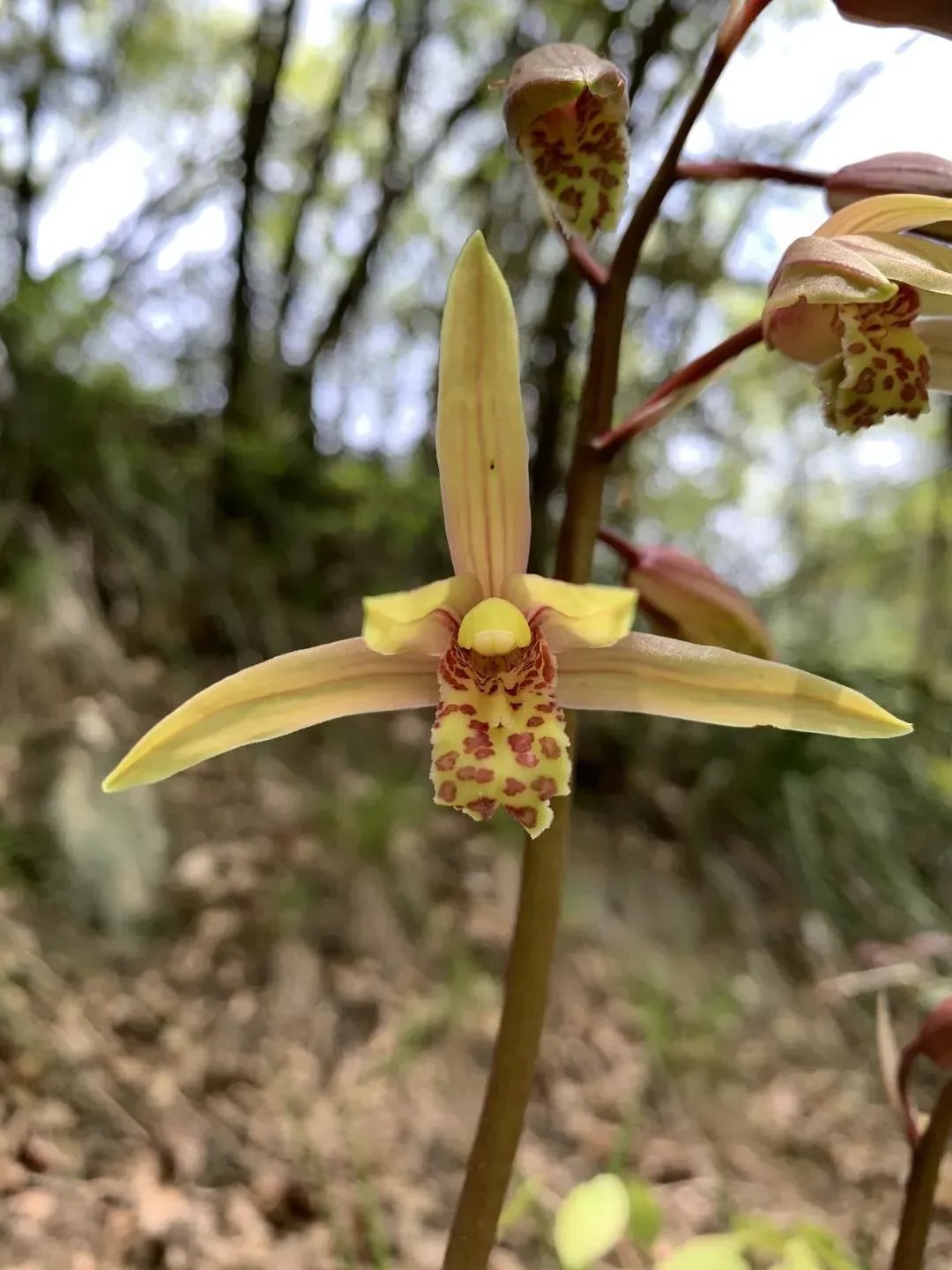 Wild Cymbidium faberi orchids found in the Qinling National Botanical Garden