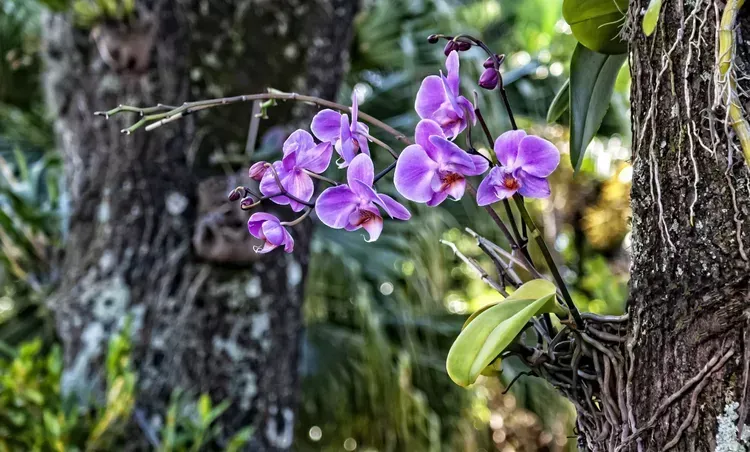 epiphyte orchid-Phalaenopsis