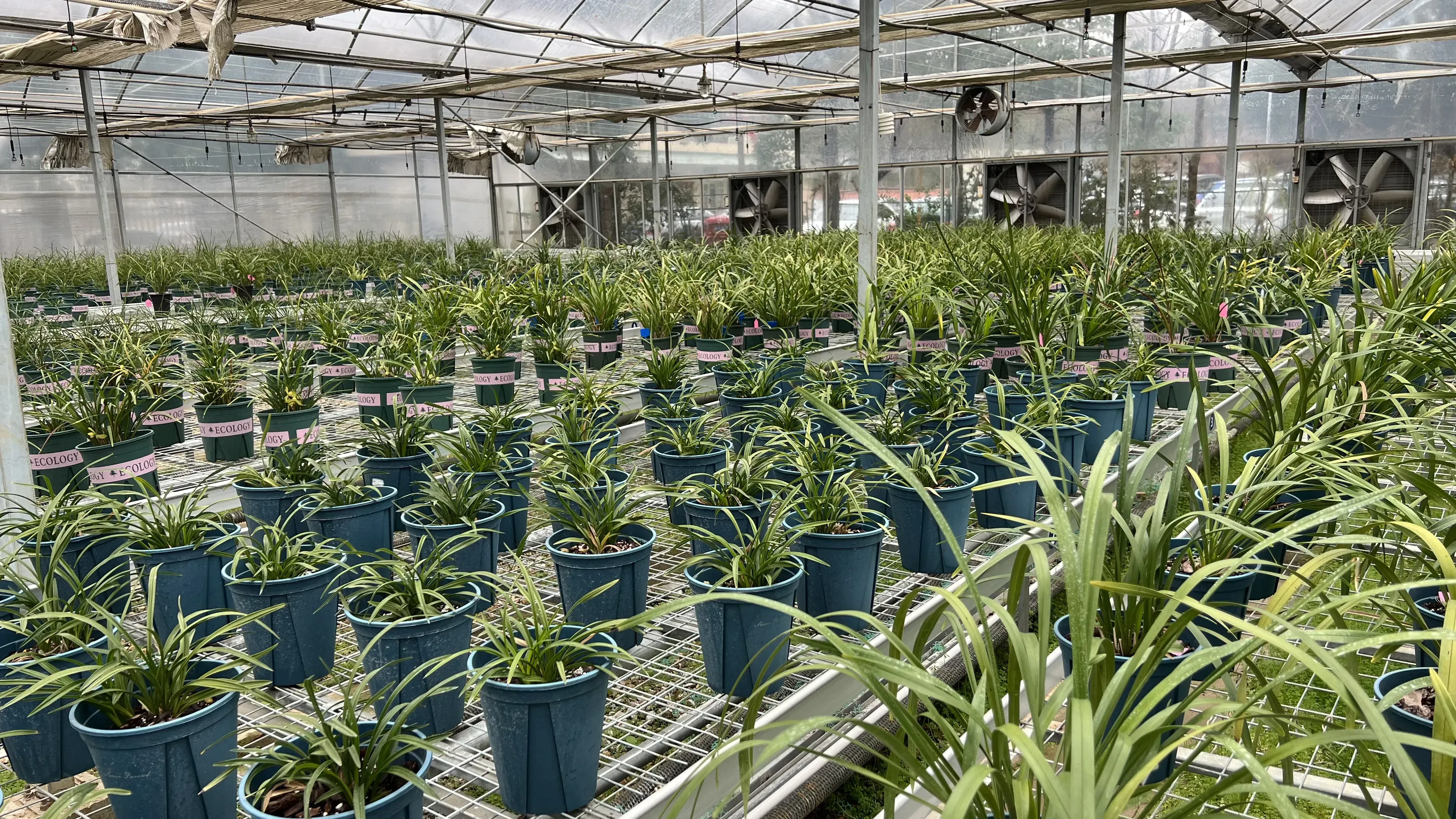 A orchid planting greenhouse managed by the author