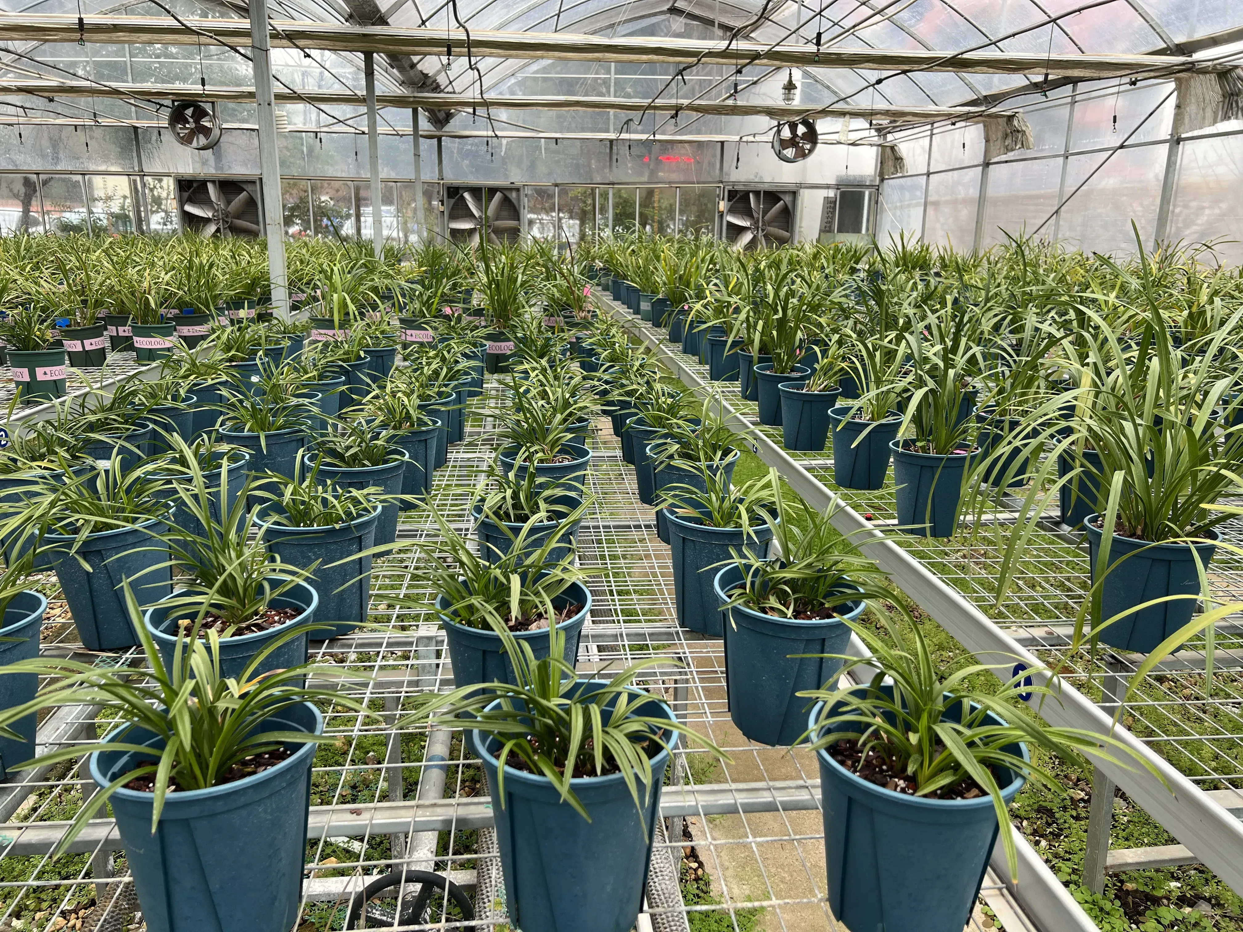 A orchid planting greenhouse managed by the author