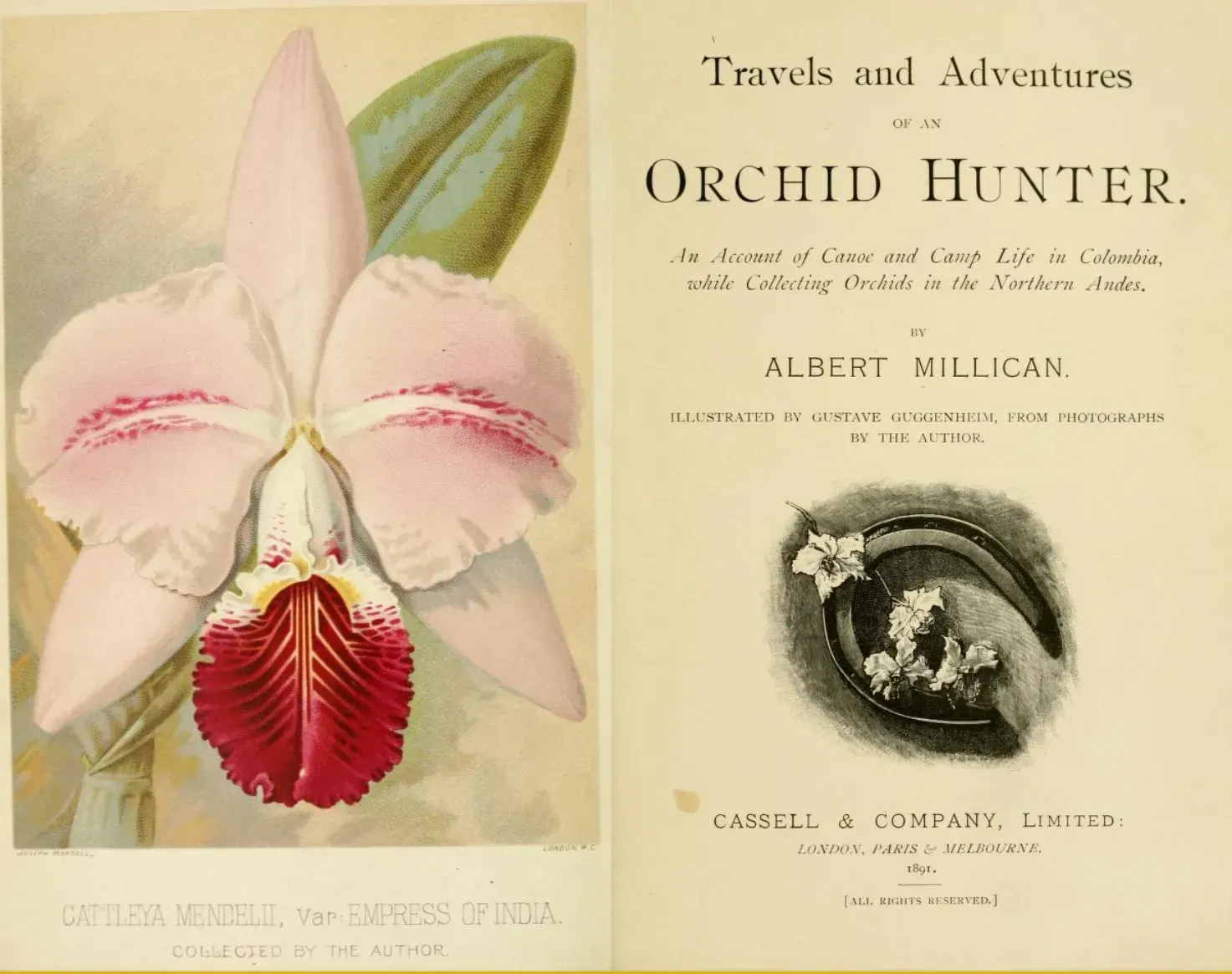 orchid hunter