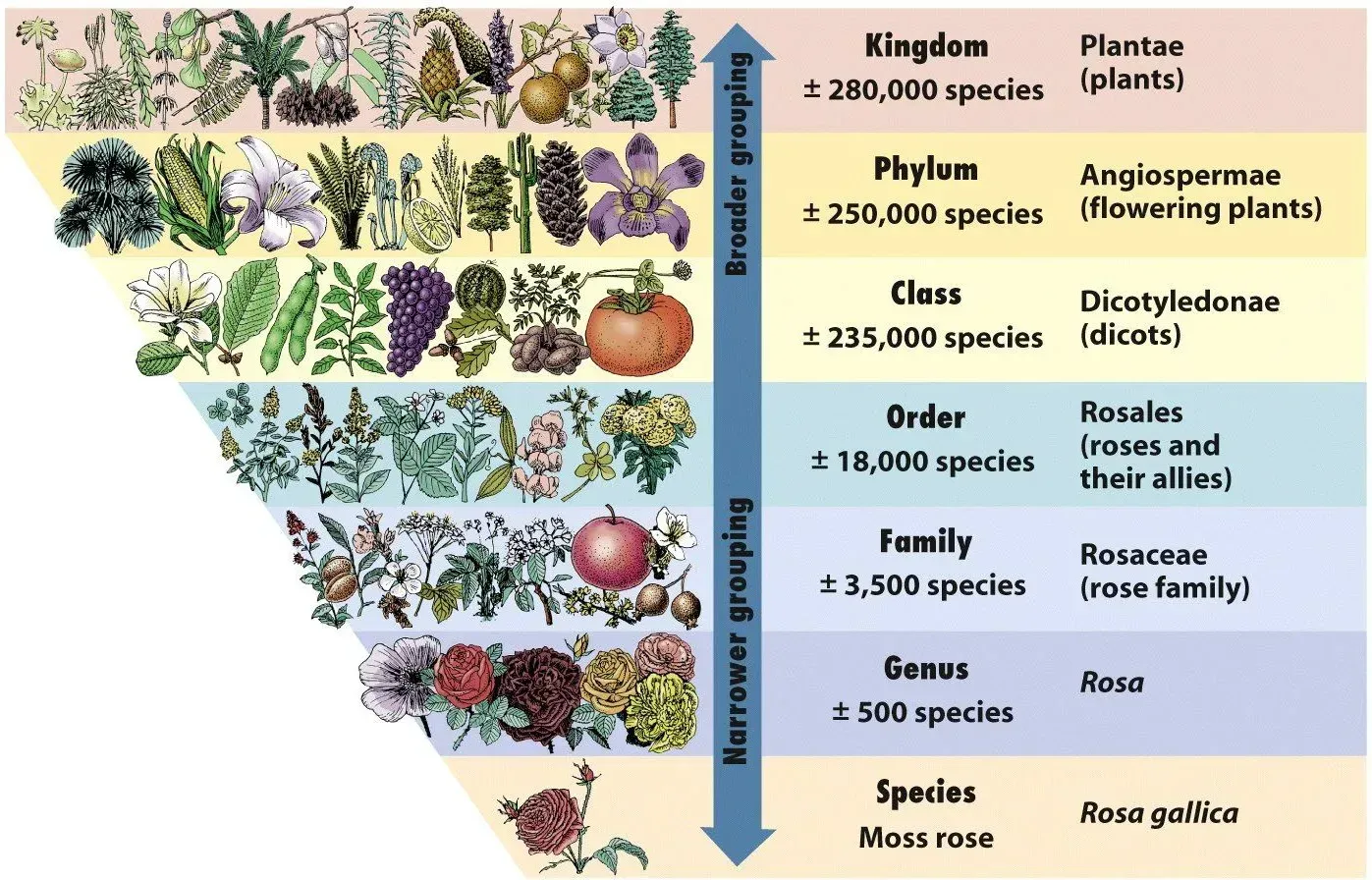 modern taxonomic classification system except domain