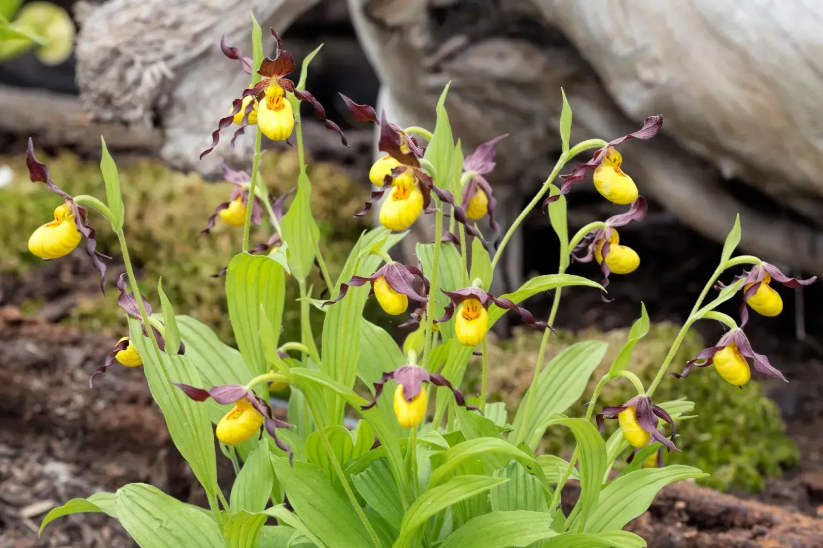 terrestrial orchid-Cypripedium parviflorum