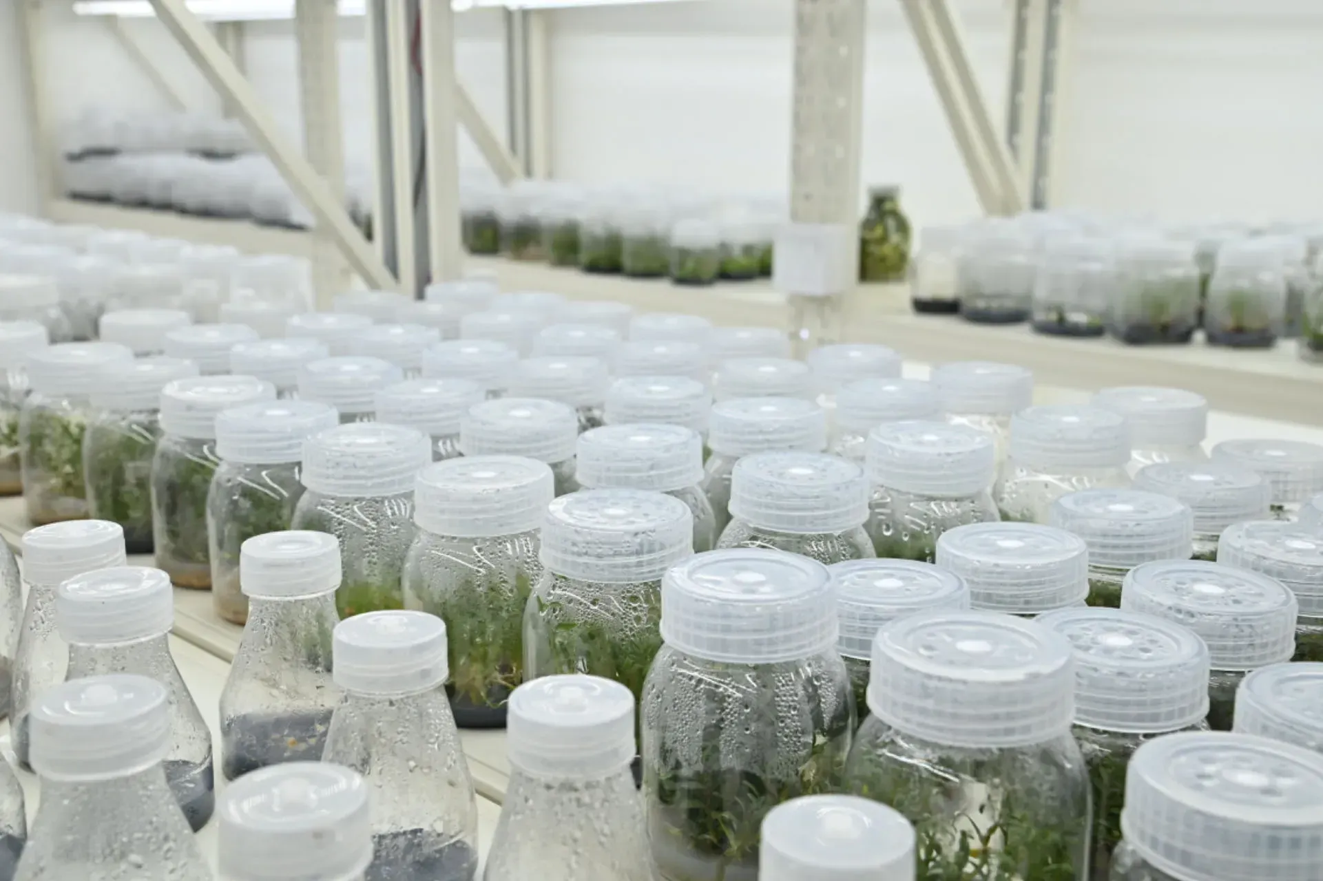 Orchid Tissue Culture