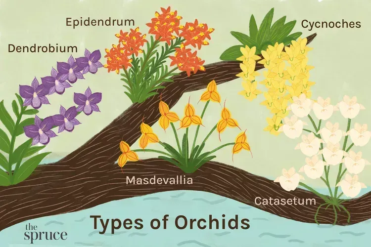 Type of orchids