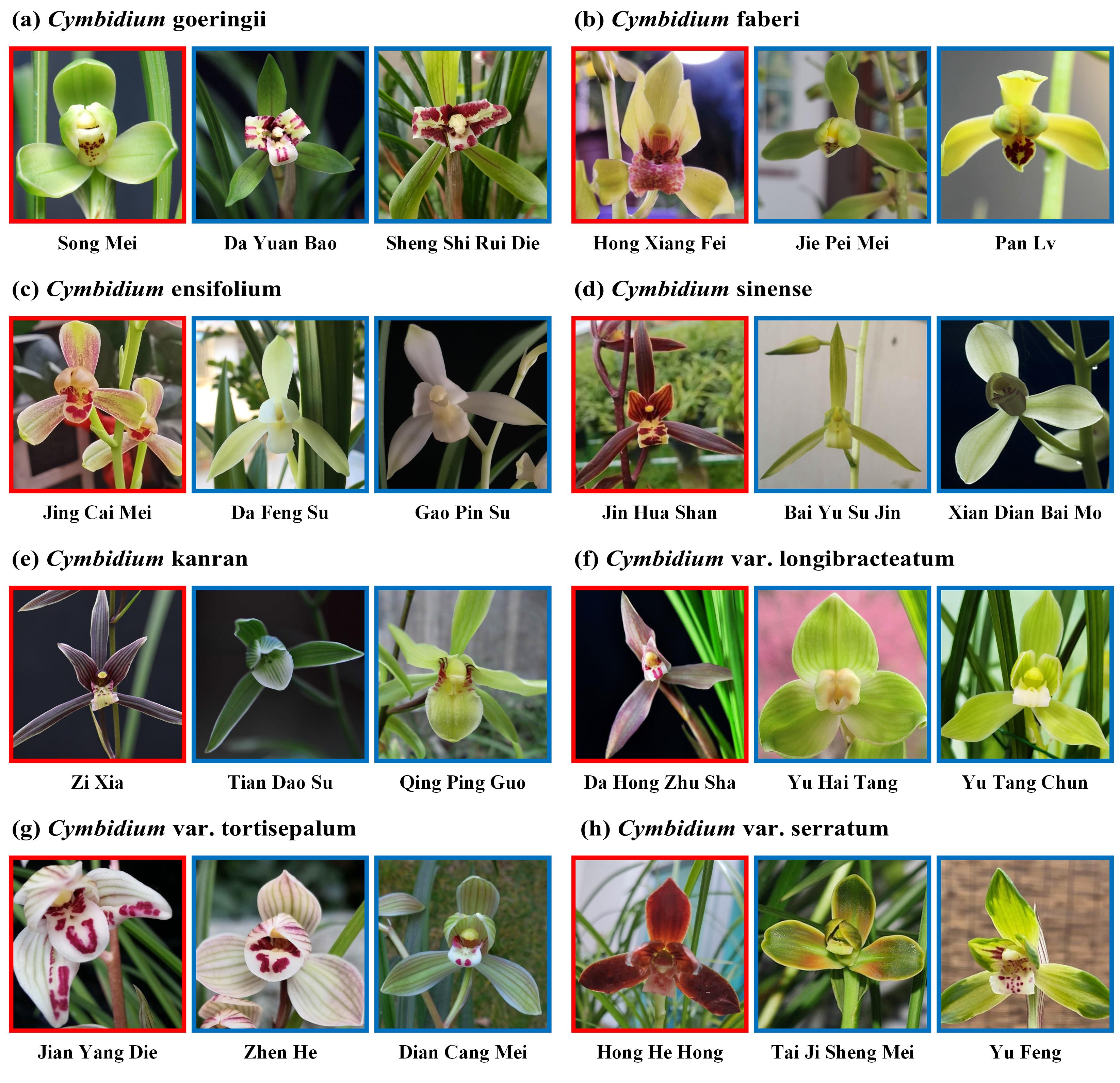 Examples of different species and cultivars on the Orchid 2024 dataset